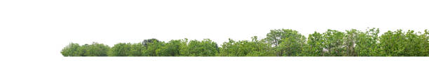 istock Green Trees isolated on white background.are Forest and foliage in summer for both printing and web pages 2192603619
