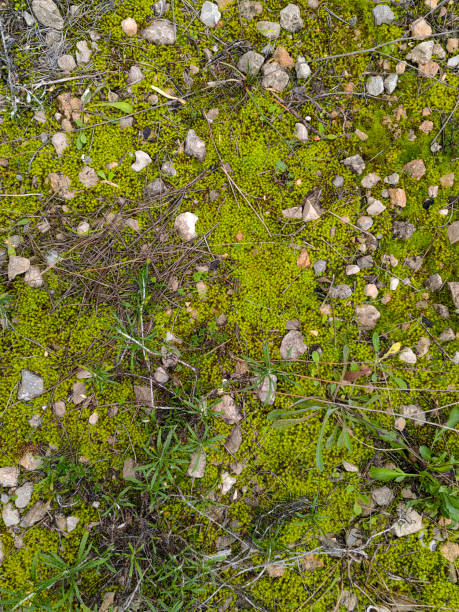 istock An image of a concrete wall with moss, rocks and trevor. 2192603755