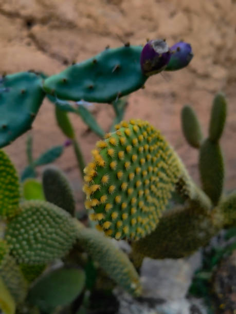 Cactus background. Domestic plants. Design or cactus pattern. Cactus or Cacti Plants. Cactus plants. Background. Domestic exotic plants.