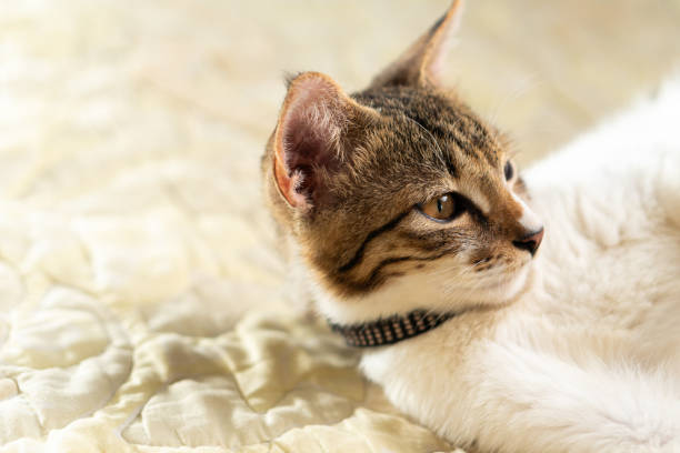 istock Close-up of a Curious Domestic Cat 2192603907