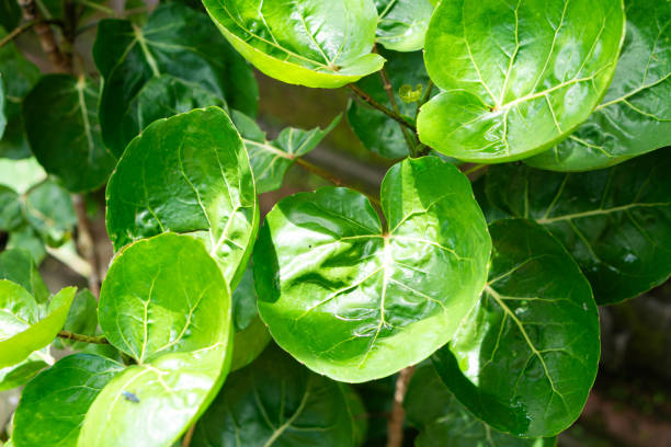 istock Vibrant Green Leaves Close-Up 2192604148