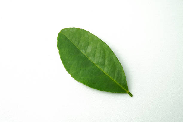 Green orange leaves with large, medium and small size variation, isolated on white background.
