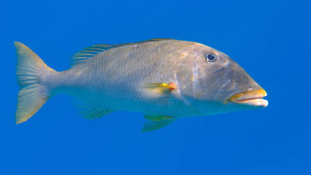 istock Yellowlip emperor (Lethrinus xanthochilus) undersea 2192604287