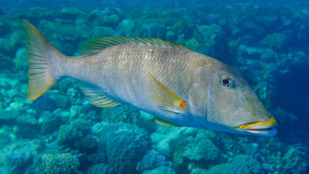 istock Yellowlip emperor (Lethrinus xanthochilus) undersea 2192604319