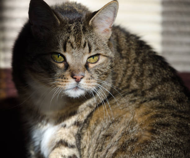 istock Adult cat in the rays of sunlight. 2192605879