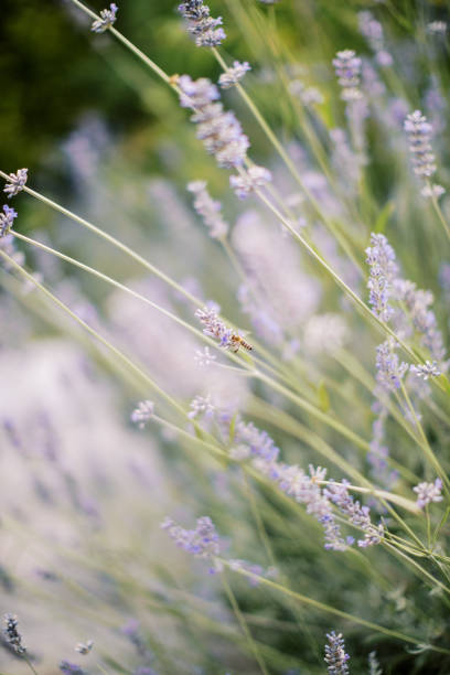 Bee collects nectar from purple lavender flowers in a field. High quality photo