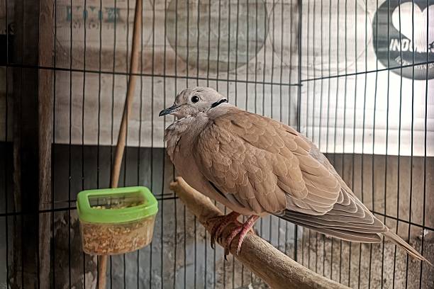 istock Collared dove or streptopelia decaocto. Pigeon bird. 2192608250