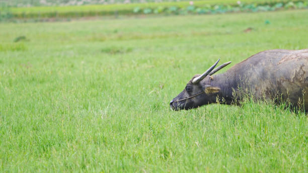 Herd of cows at summer green field.