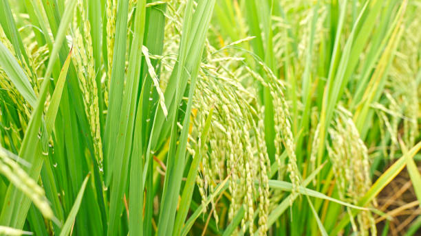 istock China's Agricultural Rice fields,China,Asia.Farmland. 2192608529