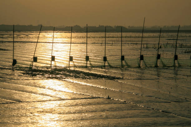At sunset, a seafood farming field by the seaside