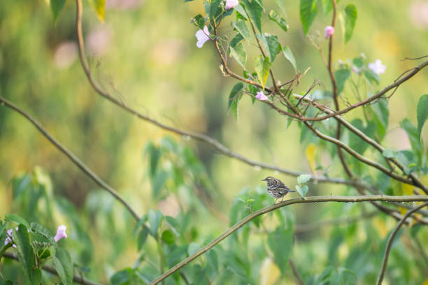 Rosy Pipit in Habitat in beautiful morning