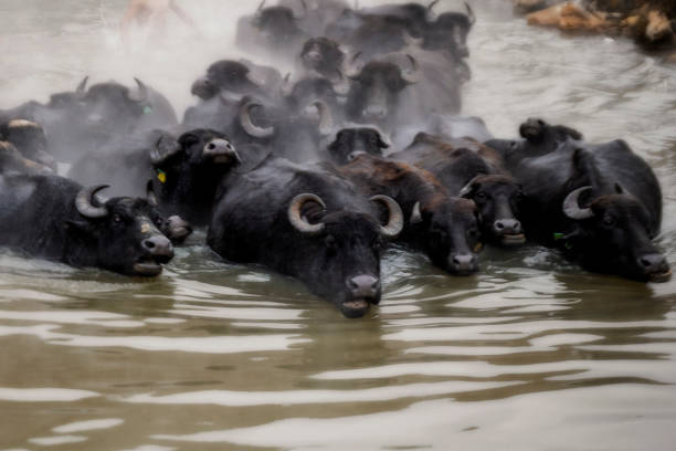 istock In the thermal water source, large and small cattle such as cows, goats, sheep, horses, buffalos, buffalo bathe in these hot water pools with shepherds during the winter months.shepherd, shepherd dog, livestock, agriculture and human 2192609780
