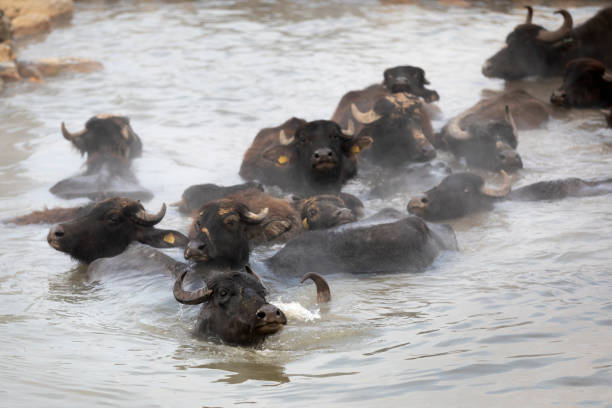 istock In the thermal water source, large and small cattle such as cows, goats, sheep, horses, buffalos, buffalo bathe in these hot water pools with shepherds during the winter months.shepherd, shepherd dog, livestock, agriculture and human 2192609960