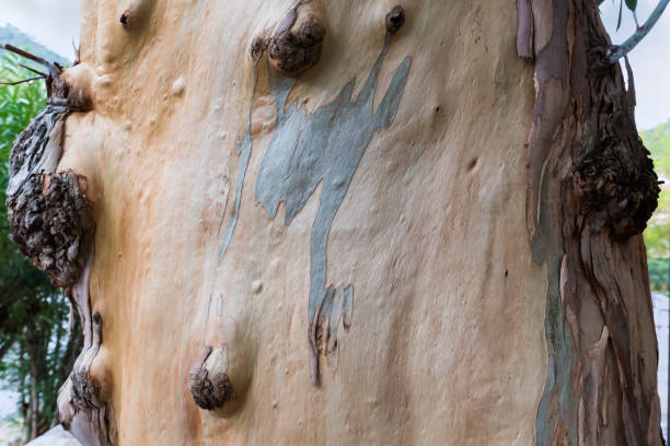 Bark of tree