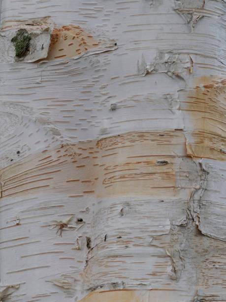 istock Close-Up View of Detailed Birch Tree Bark Texture and Patterns 2192613735