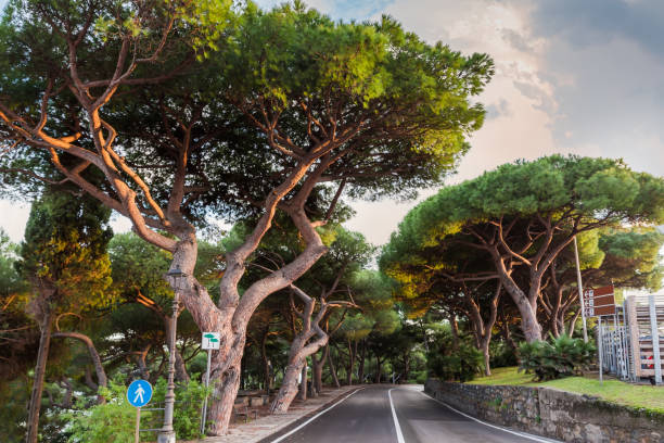 Old stone pines, also known as the Italian pine growing on both sides of the road in the public park in sunny evening backlit