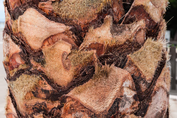 Part of trunk of the relatively young palm tree with cut stems of leaves  in overcast morning
