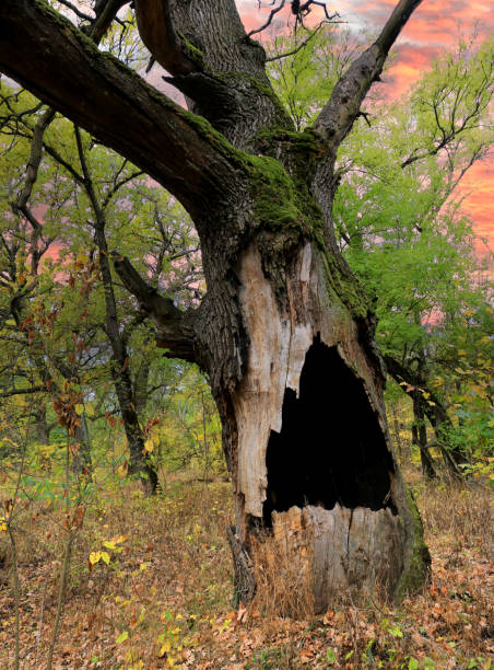 View on large hollow in an old oak tree in an autumn forest