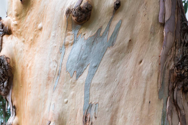 London plane bark detail - Latin name - Platanus x hispanica (Platanus x acerifolia)