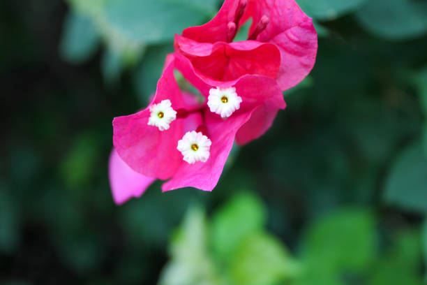 Close up of pink hibiscus flowers