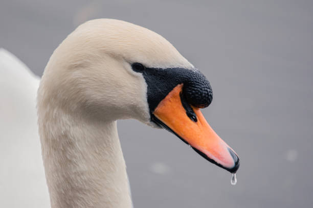 swan portrait closeup water dripping from beak