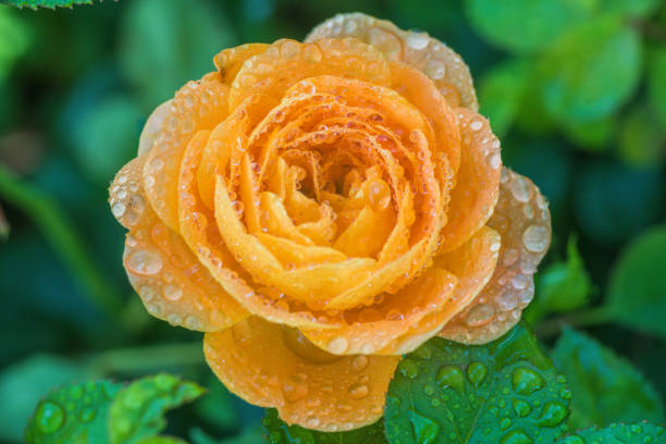 Close up a yellow rose flower with dense droplet on its petal