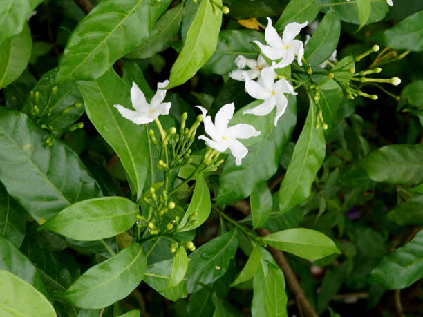 Tabernaemontana divaricata or crape jasmine plant with flower