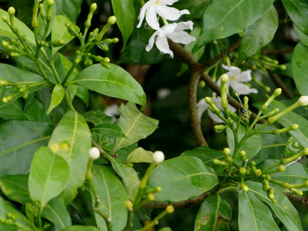 istock Tabernaemontana divaricata or crape jasmine plant with flower 2192617626