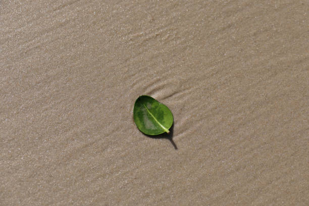Leaf on the beach, shallow depth of field, selective focus. A small green leaf on a sandy beach.