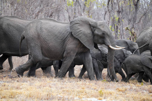 Elephants in Hwange National Park in Zimbabwe