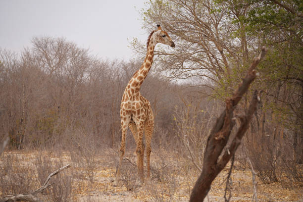 Giraffe in Hwange national Park in Zimbabwe