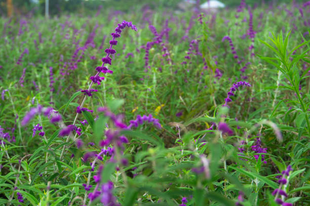 Beautiful purple flowers blooming in the garden