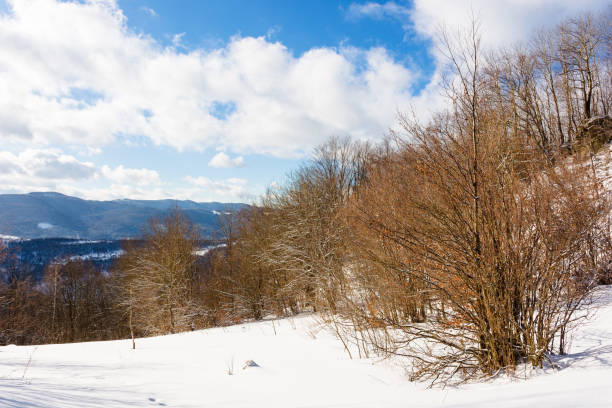 mountain landscape in winter. outdoor adventure. cloudy sky. scenery with deciduous forest on the snow covered hill. uzh national natural park. sunny day vacation