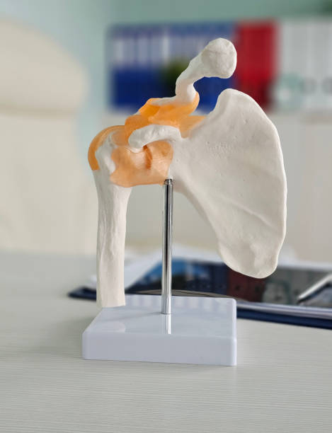 istock Detailed anatomical model of a human shoulder joint demonstrates structure 2192622093