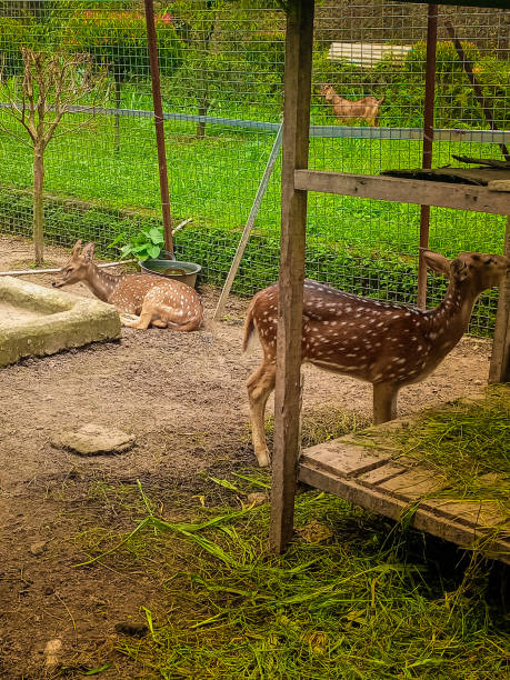 istock Spotted deer axis rusa tutul in the park. 2192622369