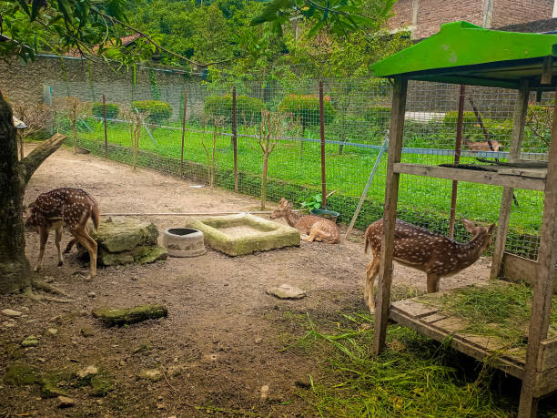 istock Spotted deer axis rusa tutul in the park. 2192622416