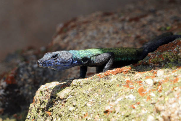 istock Lizard in Matobo National Park in Zimbabwe 2192623298