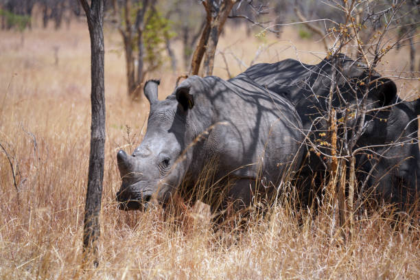 Full length shot of a rhinoceros in the wildhttp://195.154.178.81/DATA/i_collage/pi/shoots/806309.jpg