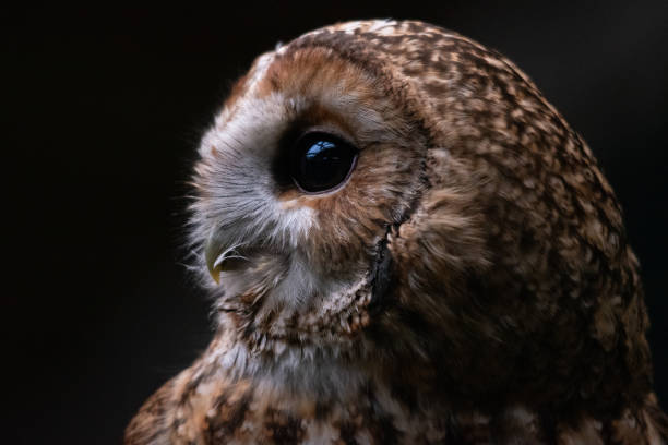 istock tawny owl portrait black eyes 2192623466