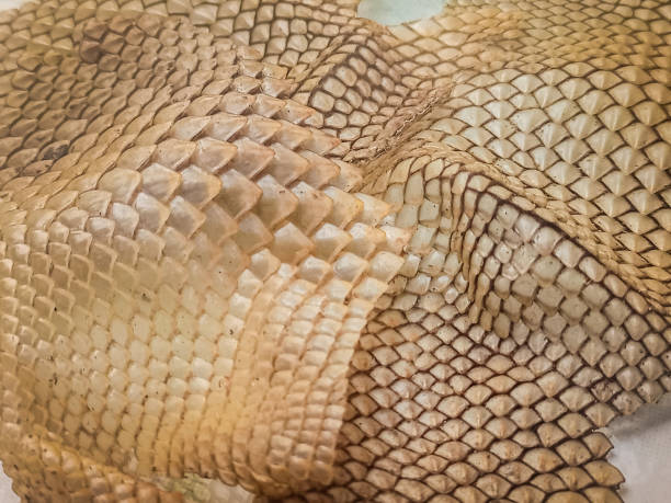 istock Common Lizard Scales, or full frame iguana scales. 2192625813