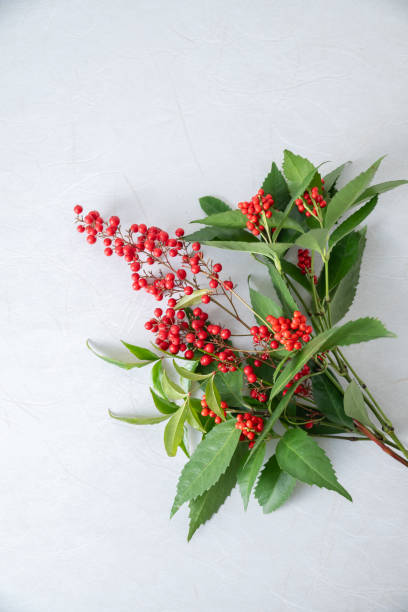 istock Nandina and Senryo. 2192625872