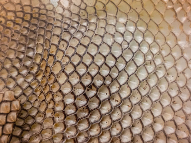 istock Common Lizard Scales, or full frame iguana scales. 2192625941