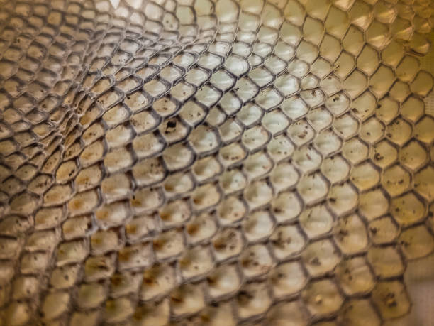 Common Lizard Scales, or full frame iguana scales.