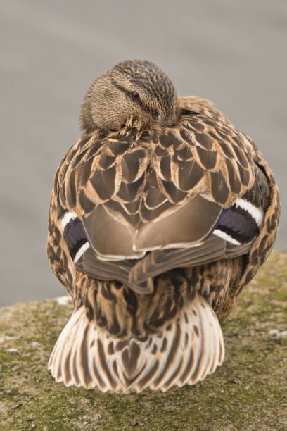 mallard hiding the beak and sleeping