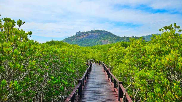istock Wooden bridge walk way in mangrove forest with mountain view. 2192627715