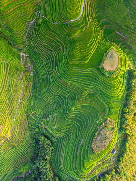 istock Close up on Longji Rice Terraces in China going down the mountain 2192629637