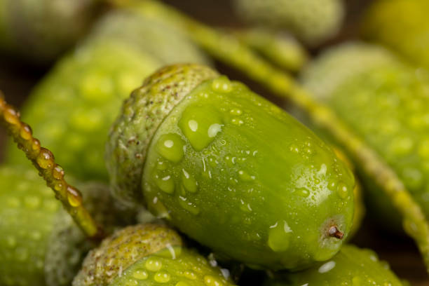 wet green beautiful large-sized oak fruits acorns, not ripe and wet in drops of water green oak acorn close-up