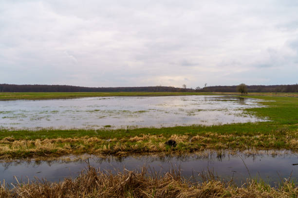 A tranquil landscape in Kleßen-Görne, Brandenburg, Germany, taken on March 12, 2024, depicting a flooded grassy field bordered by dried grasses and reeds. Overcast sky and leafless trees in the background add to the serene atmosphere.
