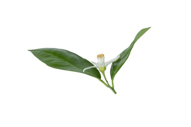 istock Orange tree blossom or neroli flower with leaves isolated on white. 2192633303