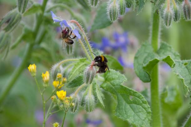 istock A honeybee collects nectar from a vibrant blue borage flower. 2192634387